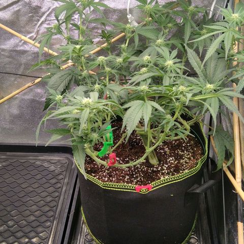 AK-47 growlog timeline photo