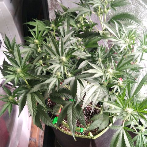 AK-47 growlog timeline photo
