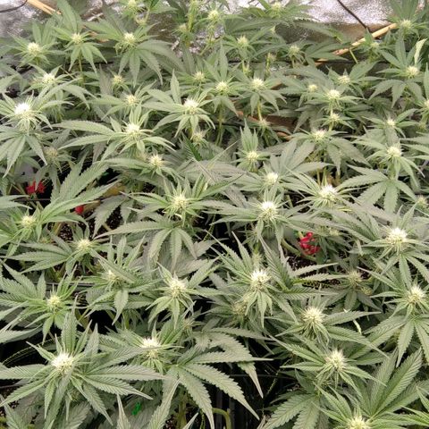 AK-47 growlog timeline photo