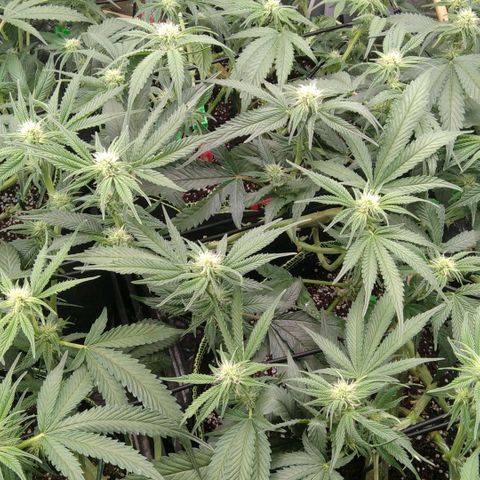AK-47 growlog timeline photo