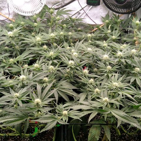 AK-47 growlog timeline photo