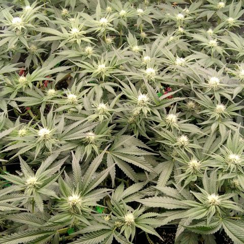AK-47 growlog timeline photo