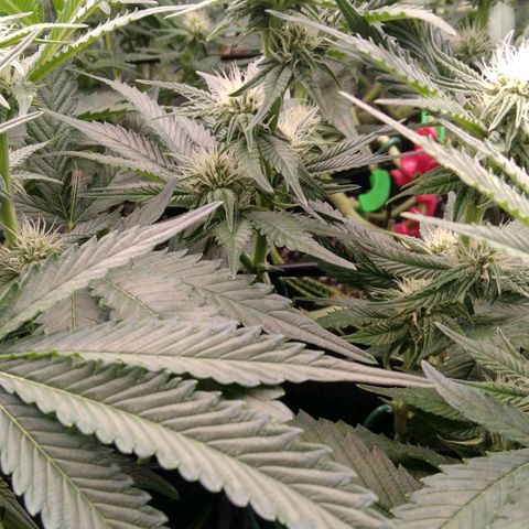 AK-47 growlog timeline photo