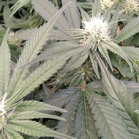AK-47 growlog timeline photo