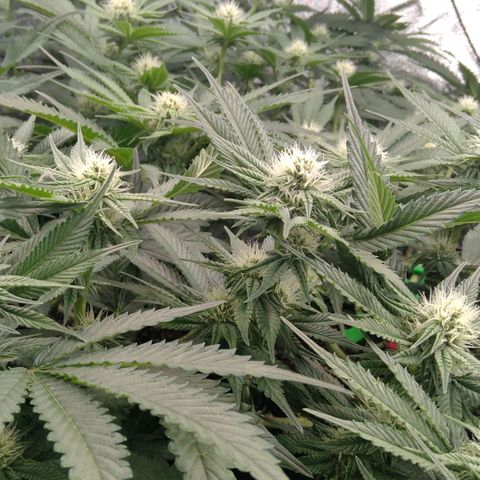 AK-47 growlog timeline photo