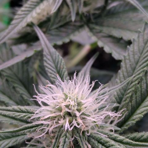 AK-47 growlog timeline photo