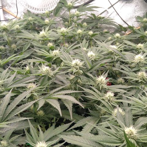 AK-47 growlog timeline photo