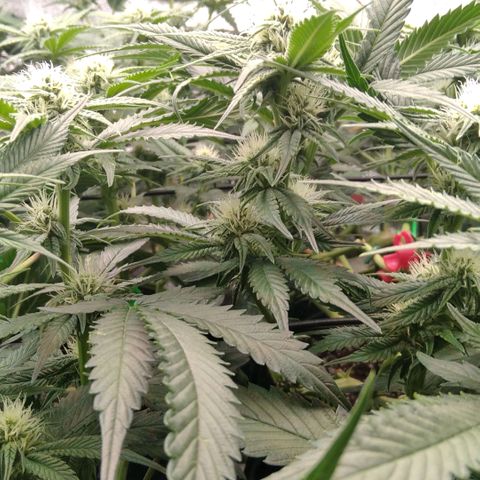 AK-47 growlog timeline photo