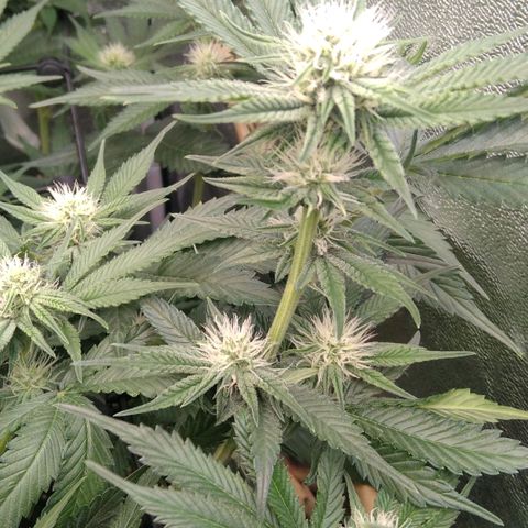 AK-47 growlog timeline photo