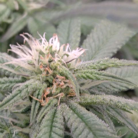 AK-47 growlog timeline photo