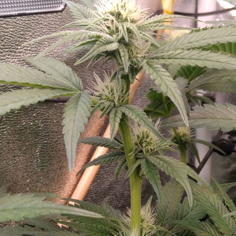 AK-47 growlog timeline photo