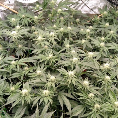 AK-47 growlog timeline photo