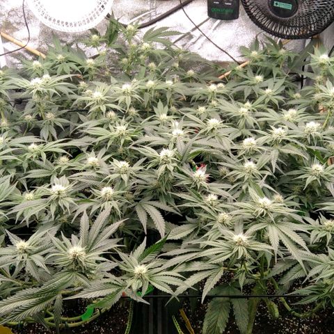 AK-47 growlog timeline photo