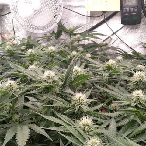 AK-47 growlog timeline photo