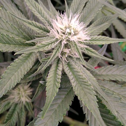 AK-47 growlog timeline photo