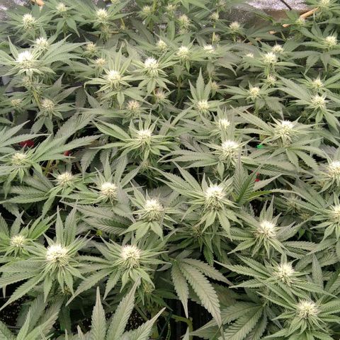AK-47 growlog timeline photo