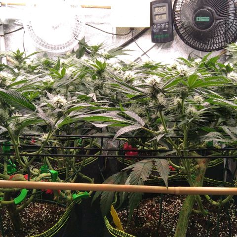 AK-47 growlog timeline photo