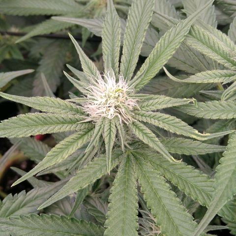 AK-47 growlog timeline photo