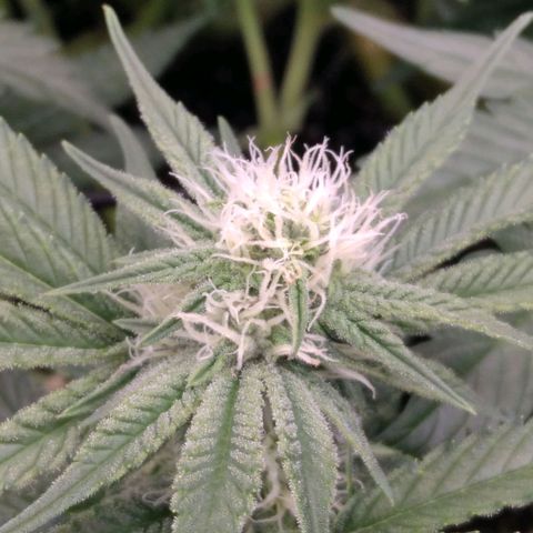 AK-47 growlog timeline photo