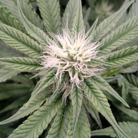 AK-47 growlog timeline photo
