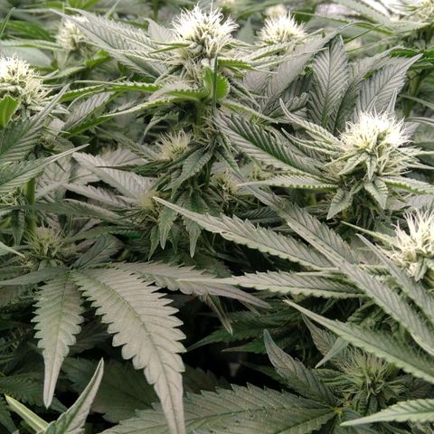AK-47 growlog timeline photo
