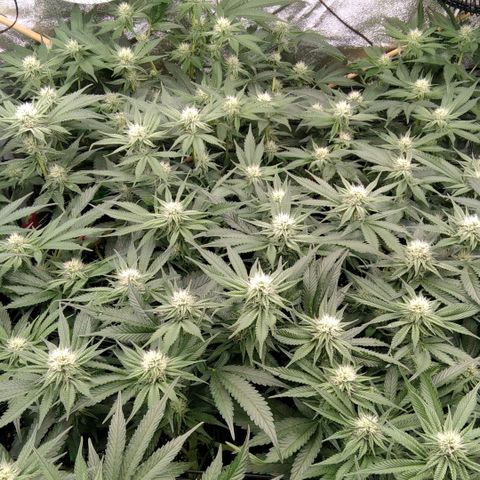 AK-47 growlog timeline photo