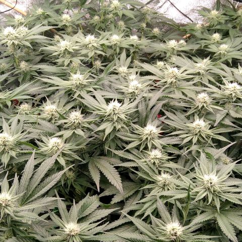 AK-47 growlog timeline photo