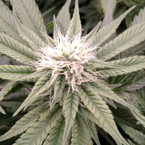AK-47 growlog timeline photo