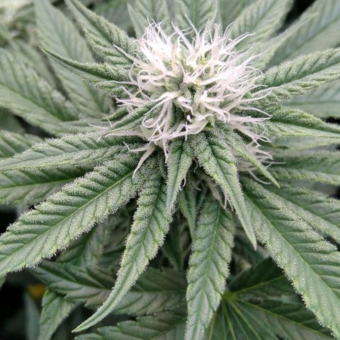 AK-47 growlog timeline photo