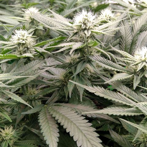 AK-47 growlog timeline photo