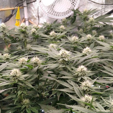 AK-47 growlog timeline photo