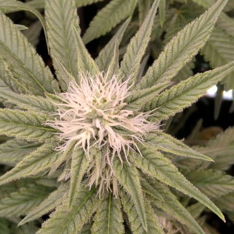 AK-47 growlog timeline photo