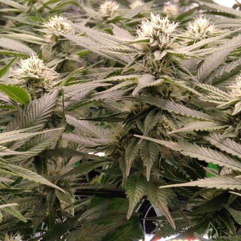 AK-47 growlog timeline photo