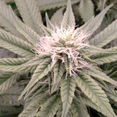 AK-47 growlog timeline photo