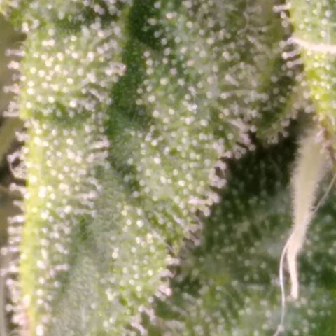AK-47 growlog timeline photo
