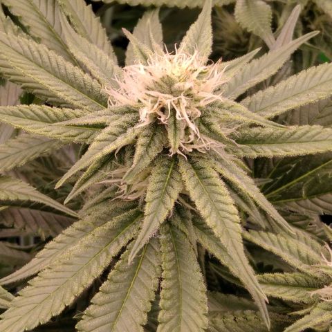AK-47 growlog timeline photo