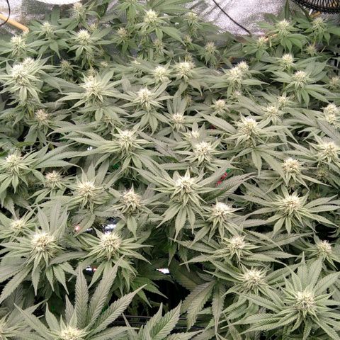 AK-47 growlog timeline photo