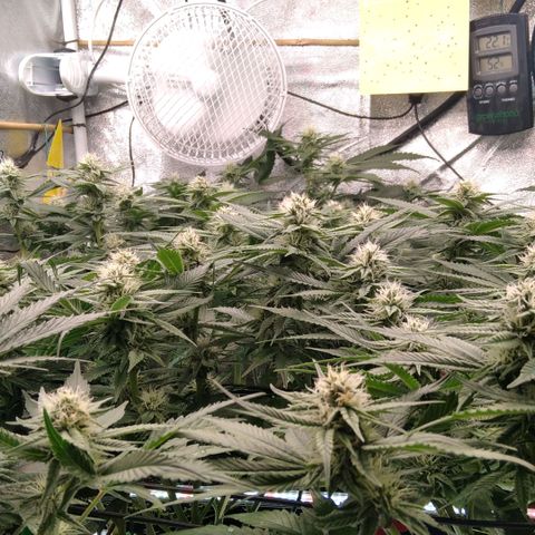 AK-47 growlog timeline photo