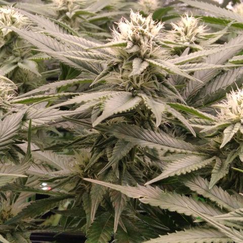 AK-47 growlog timeline photo