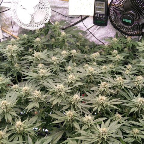 AK-47 growlog timeline photo