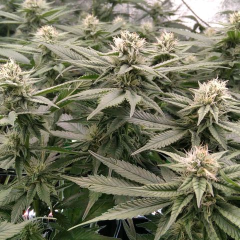 AK-47 growlog timeline photo