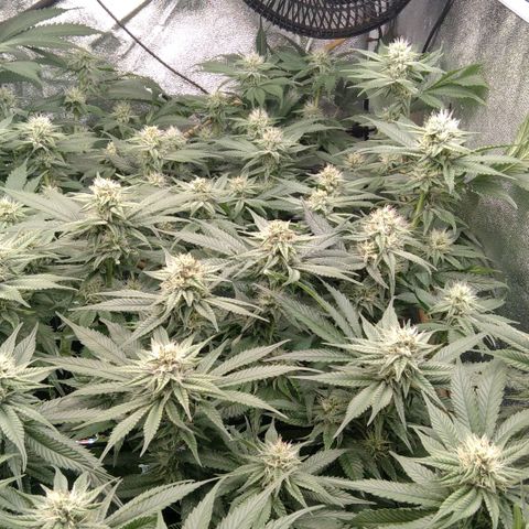 AK-47 growlog timeline photo
