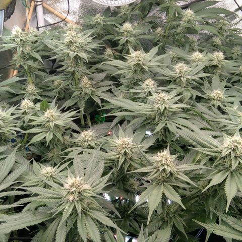 AK-47 growlog timeline photo