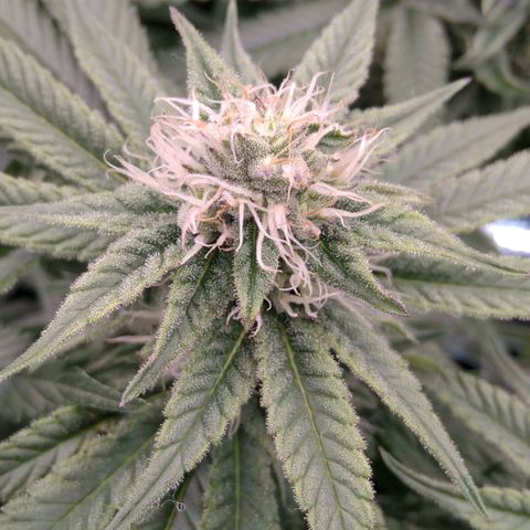 AK-47 growlog timeline photo