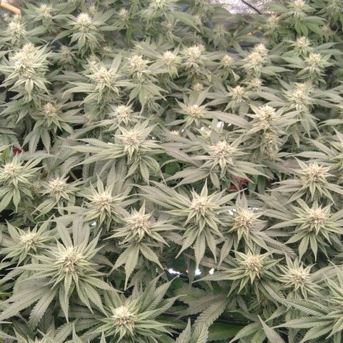 AK-47 growlog timeline photo