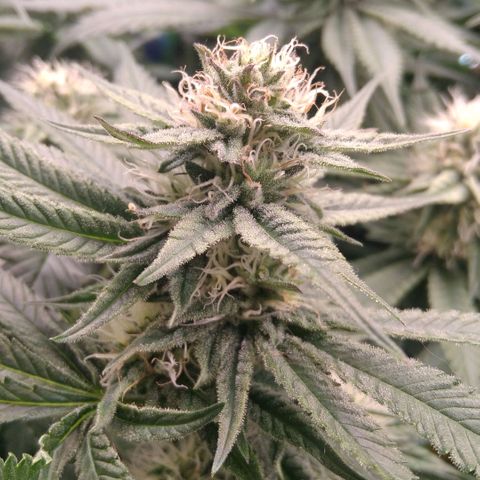 AK-47 growlog timeline photo