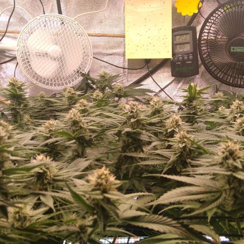 AK-47 growlog timeline photo