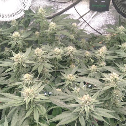 AK-47 growlog timeline photo
