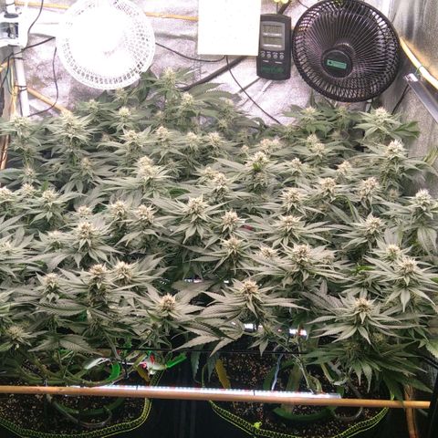 AK-47 growlog timeline photo