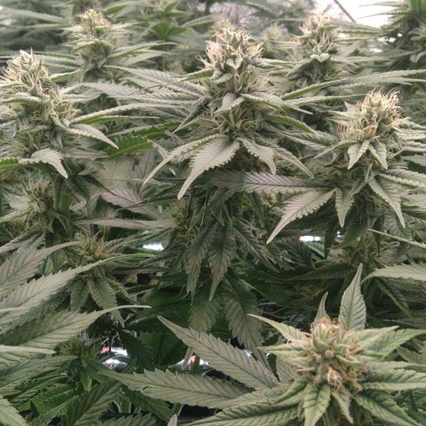 AK-47 growlog timeline photo